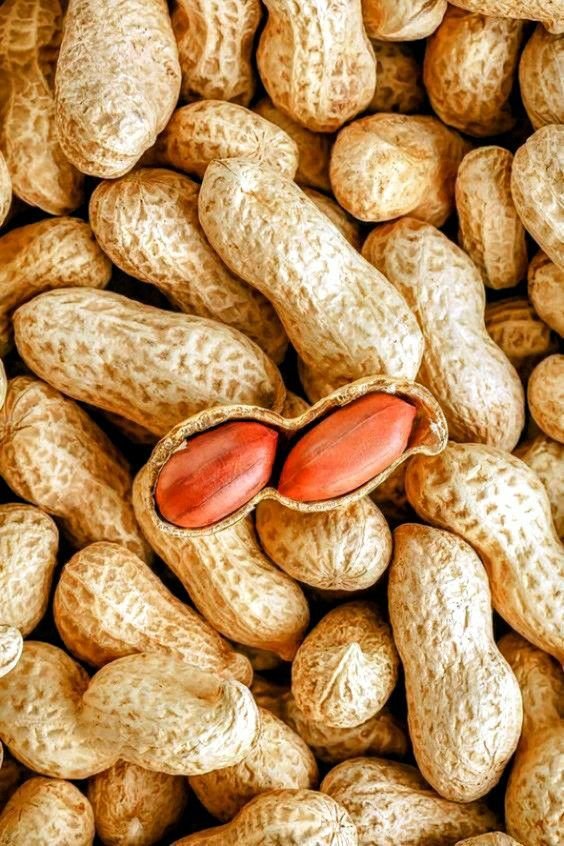 Maní con cáscara - 500 gr